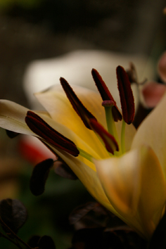 d0013887_8132259.jpg