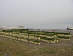 c0008598_2137297.jpg