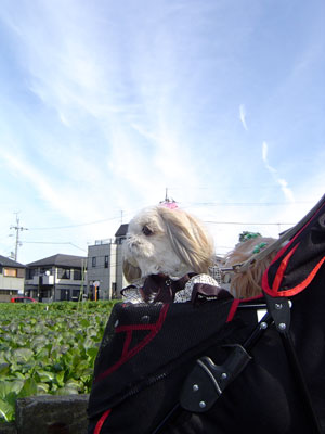 c0011204_16124020.jpg