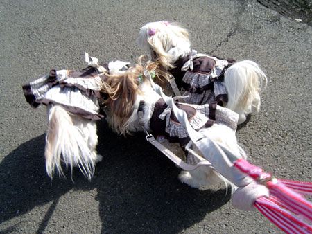 c0011204_16153236.jpg
