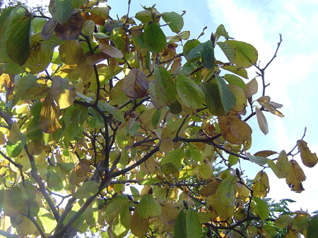 c0011204_1616242.jpg