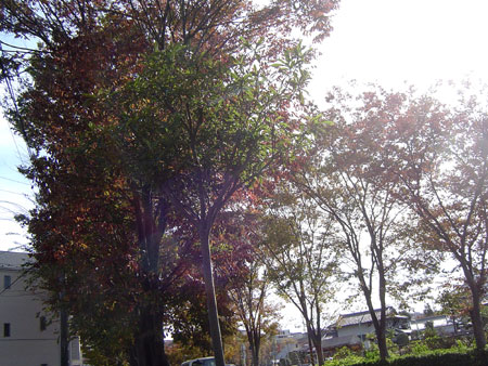 c0011204_16164521.jpg