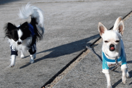 e0032508_2058458.gif