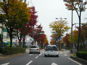 車の中から撮影した街路樹のある道路。両脇の街路樹が紅葉して、赤や黄色に染まっています。