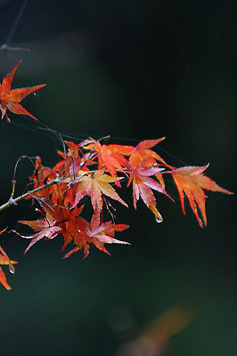 f0042548_8294138.jpg