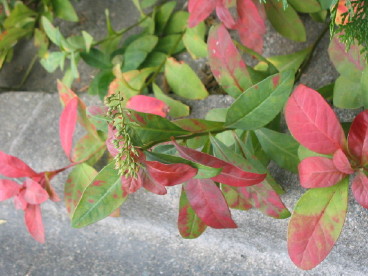 b0054602_13185477.jpg