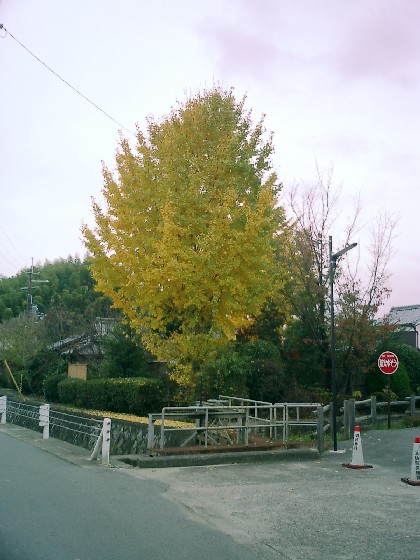 d0007913_0354418.jpg