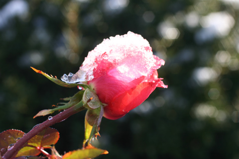 e0001123_2215418.jpg