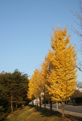 e0071225_2119036.jpg