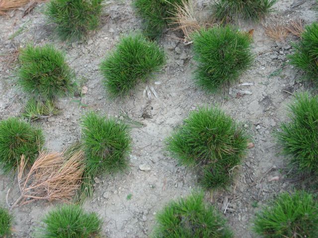 c0085630_21225033.jpg