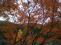 a0055835_21173850.jpg
