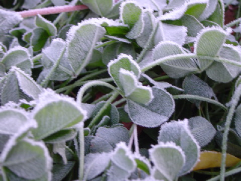 c0011446_17552362.jpg
