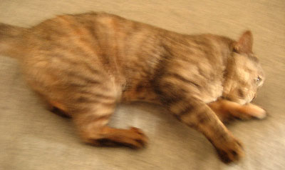 c0003752_10233191.jpg