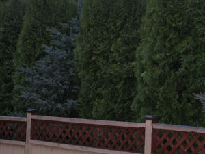 b0090654_23336.jpg