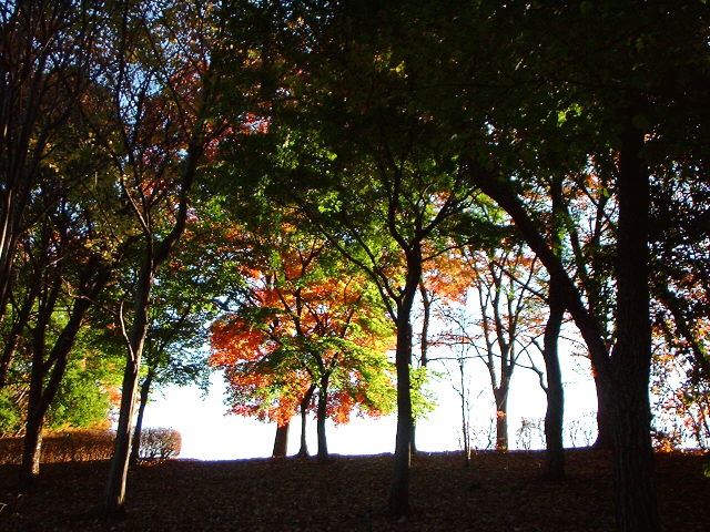 d0091754_0453985.jpg