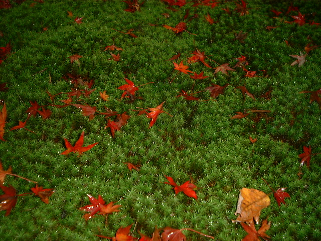 a0048362_8591174.jpg