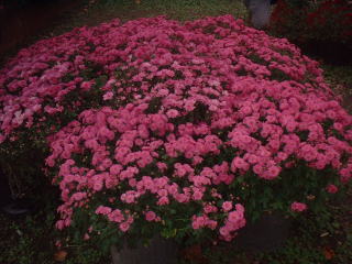 a0085663_9475366.jpg