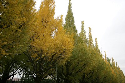c0050400_23455945.jpg
