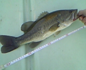 b0087212_2263749.jpg