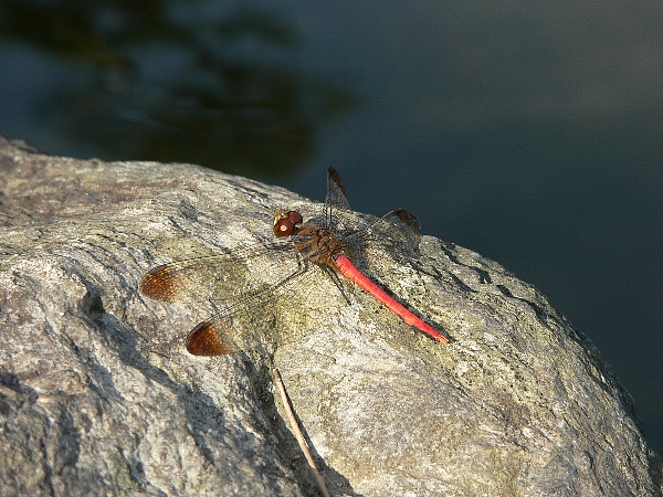 e0002314_11375450.jpg
