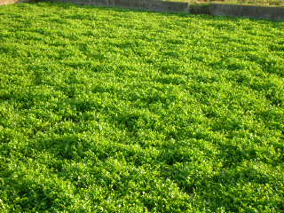c0029190_1446565.jpg