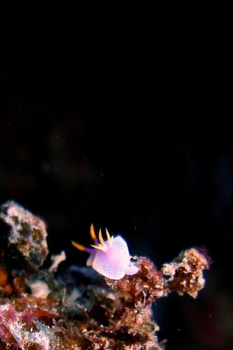 a0082706_4331251.jpg