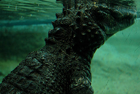c0066827_1051519.jpg