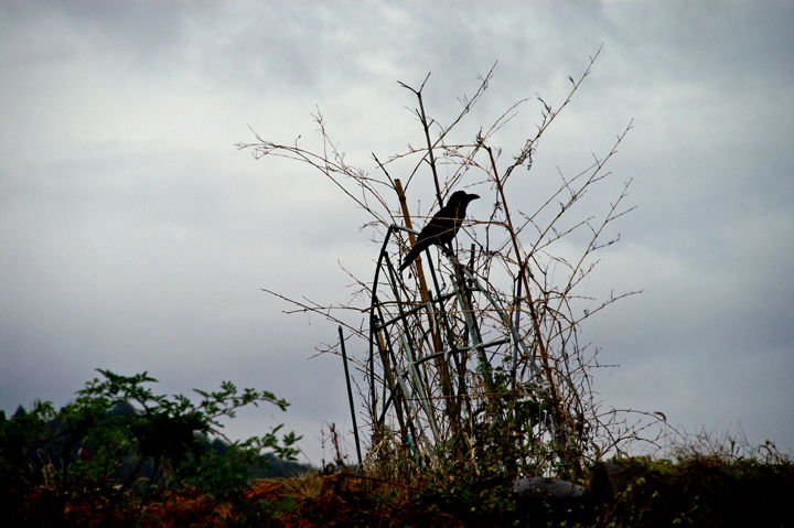 e0002371_074949.jpg