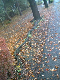 c0032006_23151051.jpg