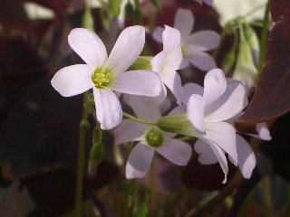 b0061107_23432246.jpg