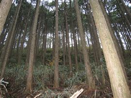 e0002820_1553394.jpg