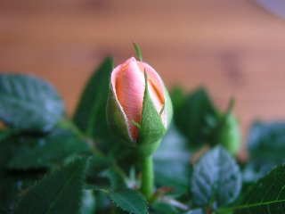 b0031925_15221567.jpg