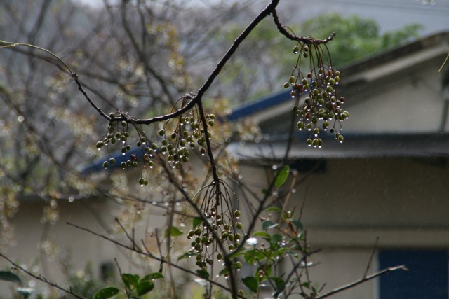 a0052156_22521456.jpg