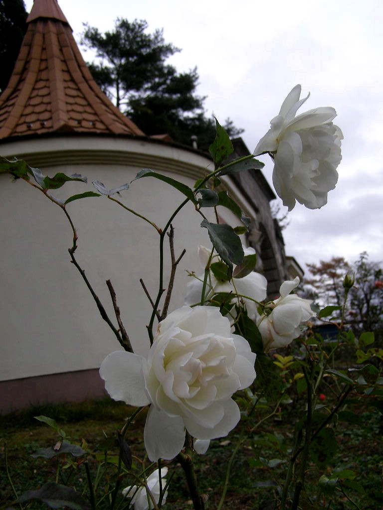 e0064158_036459.jpg