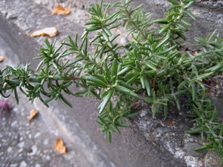 e0015964_22305488.jpg