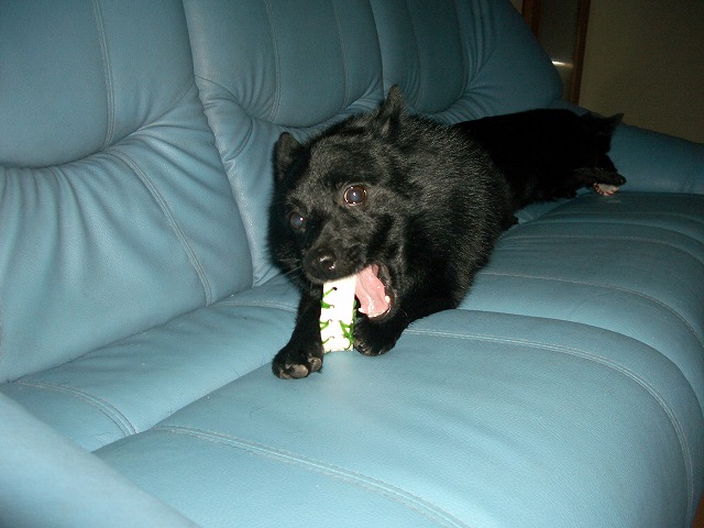 e0002466_2110747.jpg