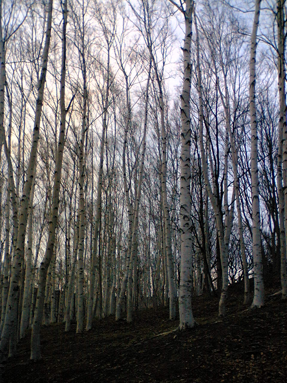 e0063317_12313584.jpg