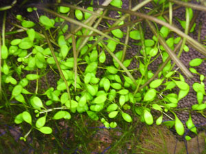 c0095824_21205954.jpg
