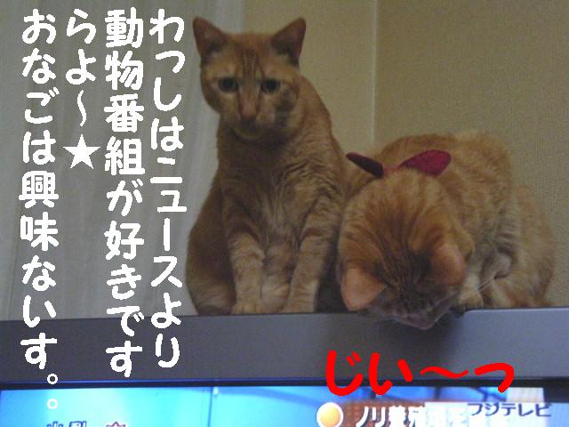 d0081025_19541182.jpg