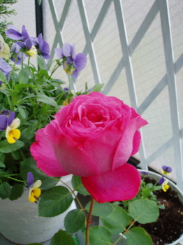 f0084747_21352049.jpg