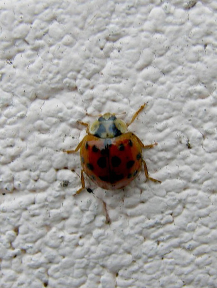 e0064158_128427.jpg