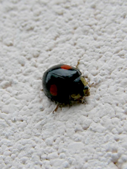 e0064158_1305516.jpg