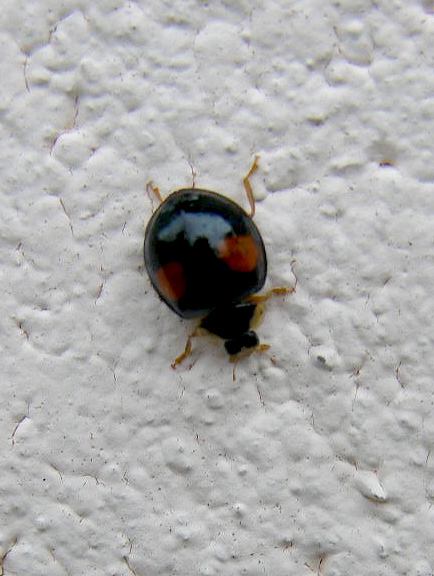 e0064158_131183.jpg