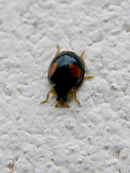 e0064158_1313633.jpg