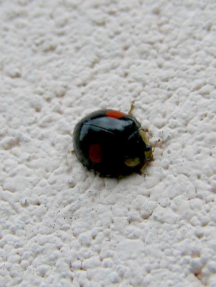 e0064158_1315524.jpg