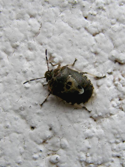 e0064158_1325968.jpg