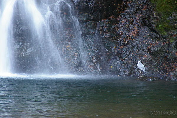 e0008800_39175.jpg