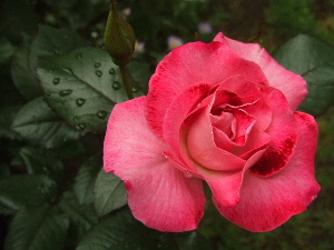 f0041606_21212293.jpg