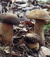 f0096508_21185179.jpg