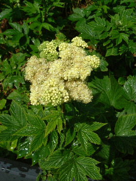 e0046112_9173836.jpg